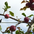 Apple Bird
