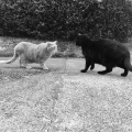 Catfrontation