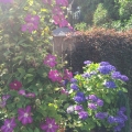Clematis and Hydrangea