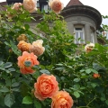 Pittock Roses