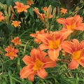 Orange Lilies