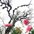 Overcast Tree and Roses