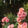 Roses and Feeder