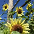 Telephone Sunflowers