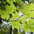 Bigleaf Maple, Acer Macrophyllum, Forest Park, Alder Trail