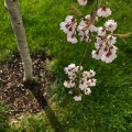 Blossoms 2
