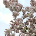 Blossoms 6