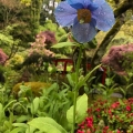 Blue Poppy, Butchart Gardens, Victoria B.C.
