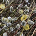 Catkins Willow