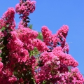 Crepe Myrtle, Lagerstroemia, Crystal Springs Rhododendron Garden