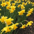 Daffodil Crazy