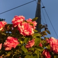 Dusk Roses