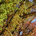 Fall Colors 2