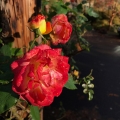 Fall Rose 2