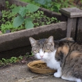 Garden Snack Kitty Cat