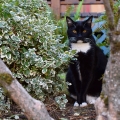 Handsome Garden Talker Cat