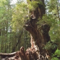 Big Cedar, thuja plicata (Kalaloch, Washington)