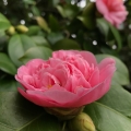 Japanese Camellia 2