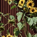 Last Sunflowers