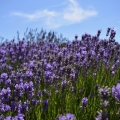 Lavender, San Juan Island, Washington