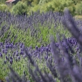 Lavender Farm, San Juan Island, Washington