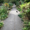 Lazy Sidewalk Cat