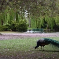 Peacock, Beacon Hill Park, Victoria B.C.