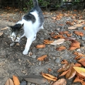 Prowling Leaf Cat
