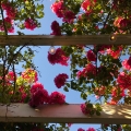 Rose Canopy, San Juan Island, Washington