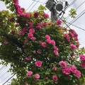 Roses and Pole