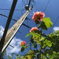 Roses, Pole, Wires
