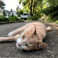 Sidewalk Eyes Cat