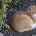 Sleepy Orange Hedge Cat
