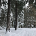 Snow Day, Laurelhurst Park 2