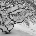 Snow, Japanese Maple