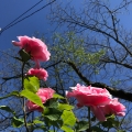 Spring Roses and Wires