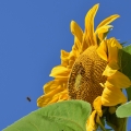 Sunflower and Clear Sky
