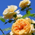 Sunny Roses 2