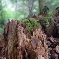 Tree Stump, Washington