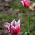 Tulips 3, Lone Fir Cemetery