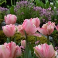 Tulips 7, Butchart Gardens, Victoria, B.C.
