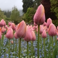 Tulips 8, Butchart Gardens, Victoria, B.C.