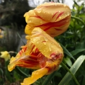 Tulips 9