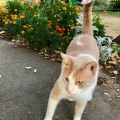 Wary Marigold Cat