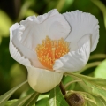 White Flower, Crystal Springs Rhododendron Garden