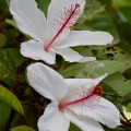 White Hibiscus, Big Island, Hawaii