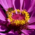 Zinnia Plus Bee