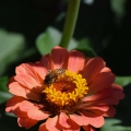 Zinnia Plus Bee 2