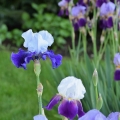 Almost Blue Iris