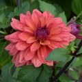 Another Fall Dahlia